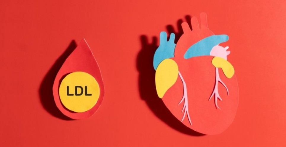 Colesterolo LDL: valori normali e quando preoccuparsi